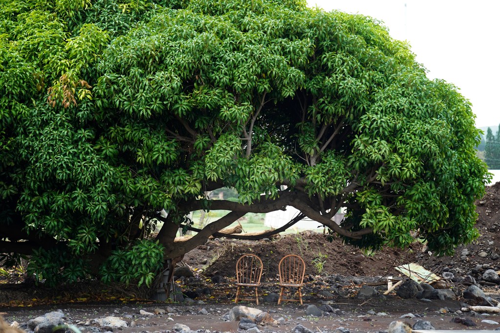 Two chairs sit empty under a mango tree as Hawaiʻi Island prepares for Hurricane Nolo Friday, Sept. 25, 2026, in Nāʻālehu. (Kevin Fujii/Civil Beat/2026)