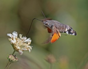 Olin Lagon: This Moth Fired Up My Curiosity