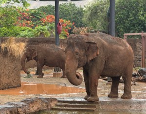 Honolulu Zoo Elephants Are Healthy, Active And Loved