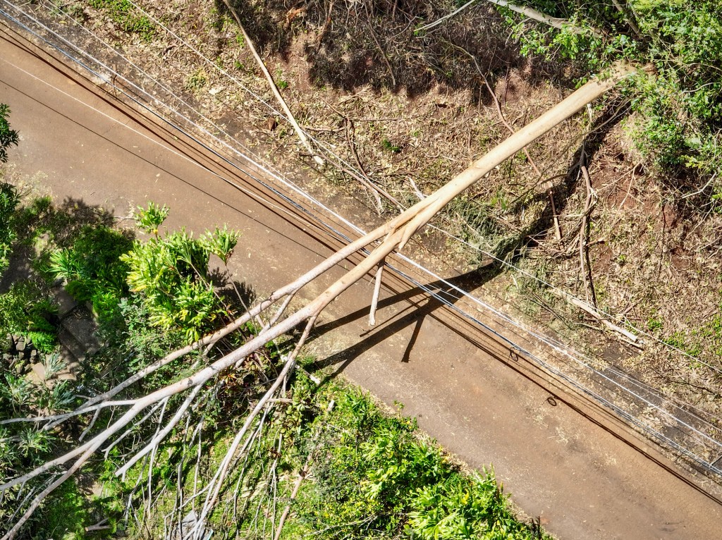 These Trees Wreaked Havoc During Storms. Hawaiʻi Is Fed Up