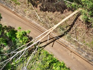These Trees Wreaked Havoc During Storms. Hawaiʻi Is Fed Up