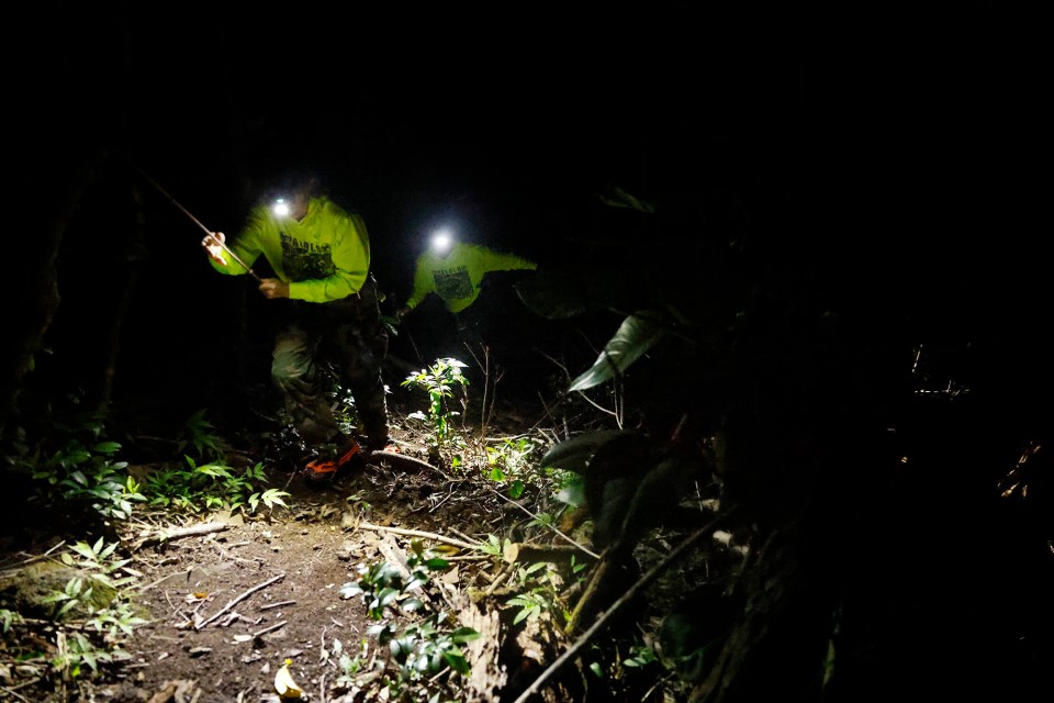 Sidney Lynch, from left, and Leila Tewahade pull themselves up a rope to climb a steep hill to hunt invasive coqui frogs Monday, Oct. 5, 2026, in Honolulu. (Kevin Fujii/Civil Beat/2026)