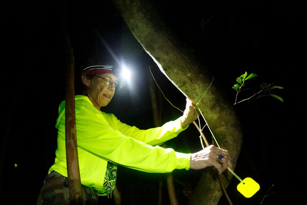 Sidney Lynch hangs a reflective direction tag as the neighborhood group hunts invasive coqui frogs Monday, Oct. 5, 2026, in Honolulu. (Kevin Fujii/Civil Beat/2026)