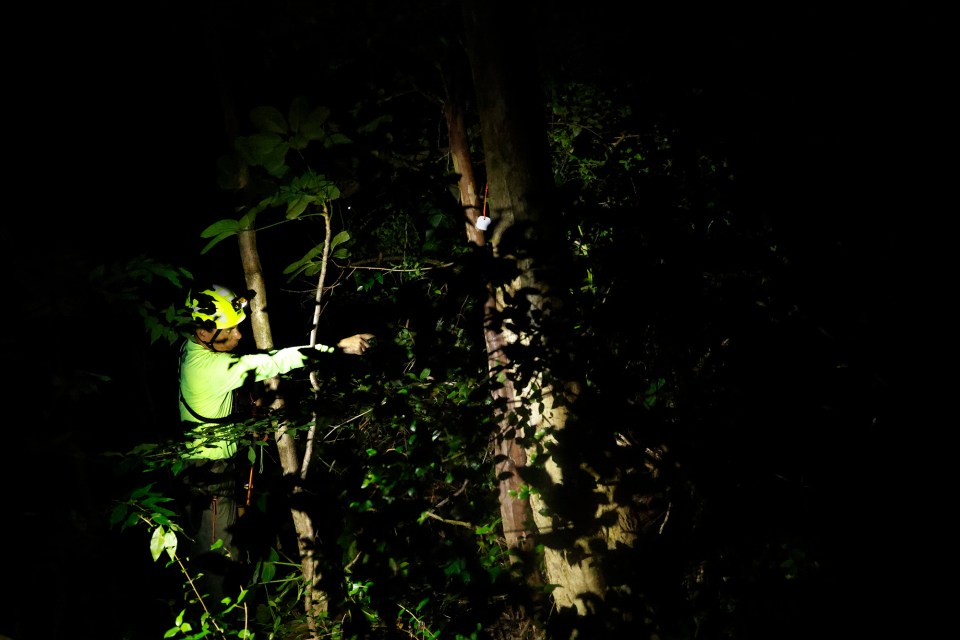 Michael Shiroma points toward an area where he hears an invasive coqui frog Monday, Oct. 5, 2026, in Honolulu. (Kevin Fujii/Civil Beat/2026)