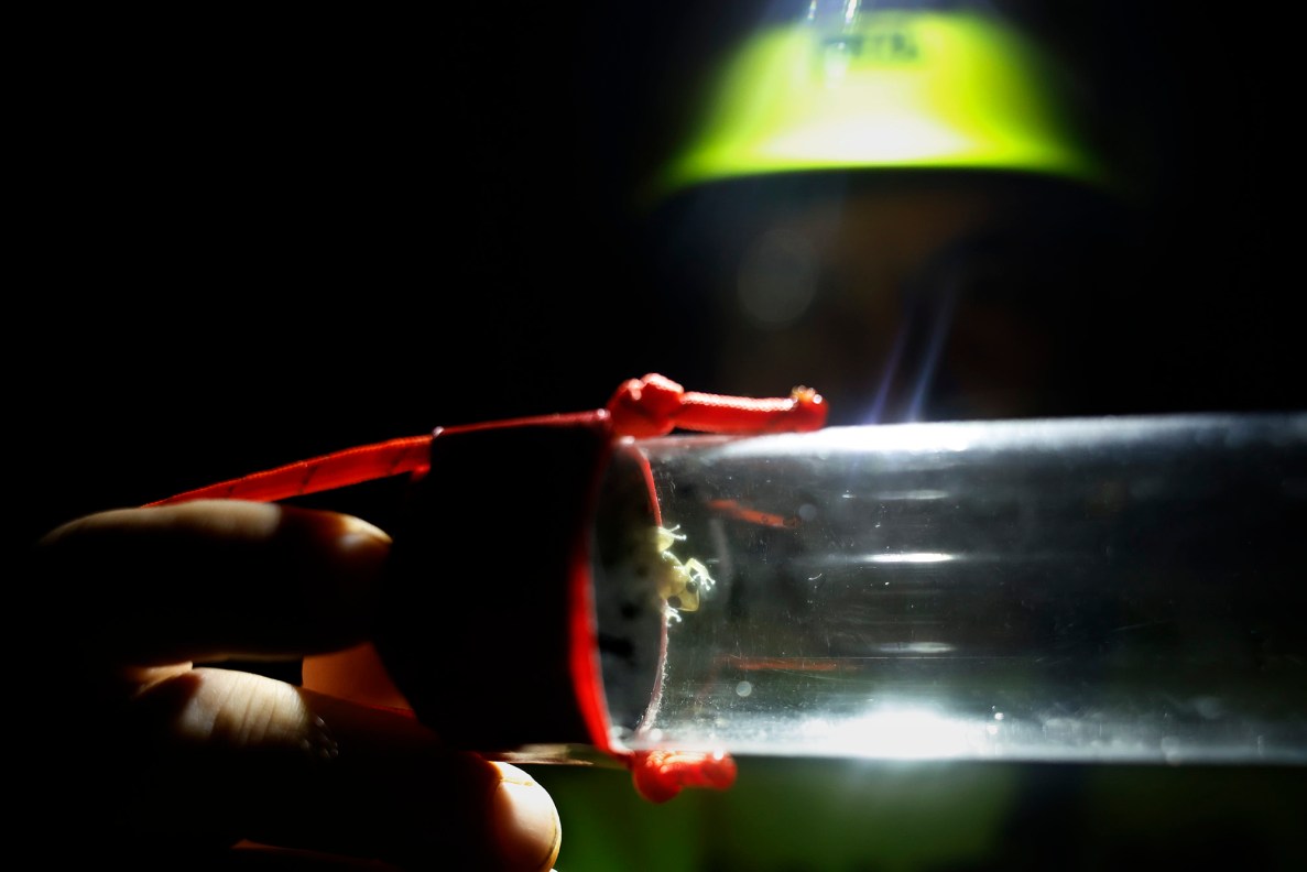 Michael Shiroma shows a young invasive coqui frog Monday, Oct. 5, 2026, in Honolulu. (Kevin Fujii/Civil Beat/2026)