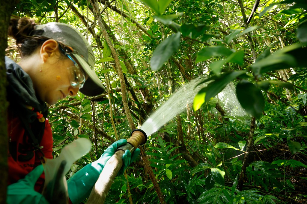 Oʻahu Invasive Species Committee Field Supervisor Sydney Estrada calls for more pressure in the hose to spray citric acid to exterminate coqui frogs in Pālolo Valley Friday, Oct. 9, 2026, in Honolulu. (Kevin Fujii/Civil Beat/2026)