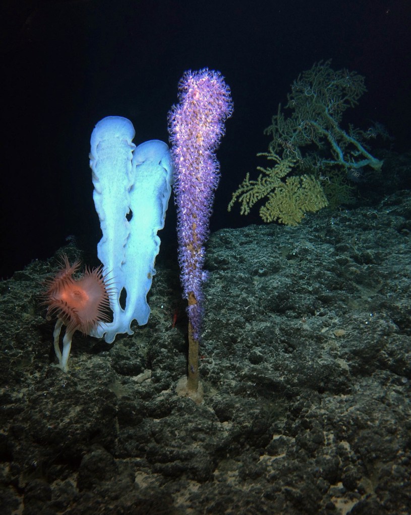 Deep sea coral and sponges sit on the summit of the Cook seamount, seen from the Pisces V submersible during a dive to the previously unexplored underwater volcano off the coast of Hawaii's Big Island on Sept. 6, 2016. The Cook is a 13,000-foot extinct volcano at the bottom of the sea whose summit is 3,000 feet below the surface of the Pacific. (AP Photo/Caleb Jones)