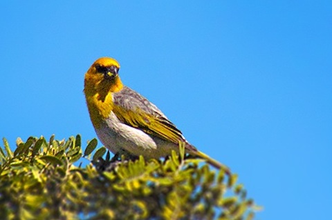 Trump Is Gutting The Endangered Species Act. These 10 Species Show What’s At Stake